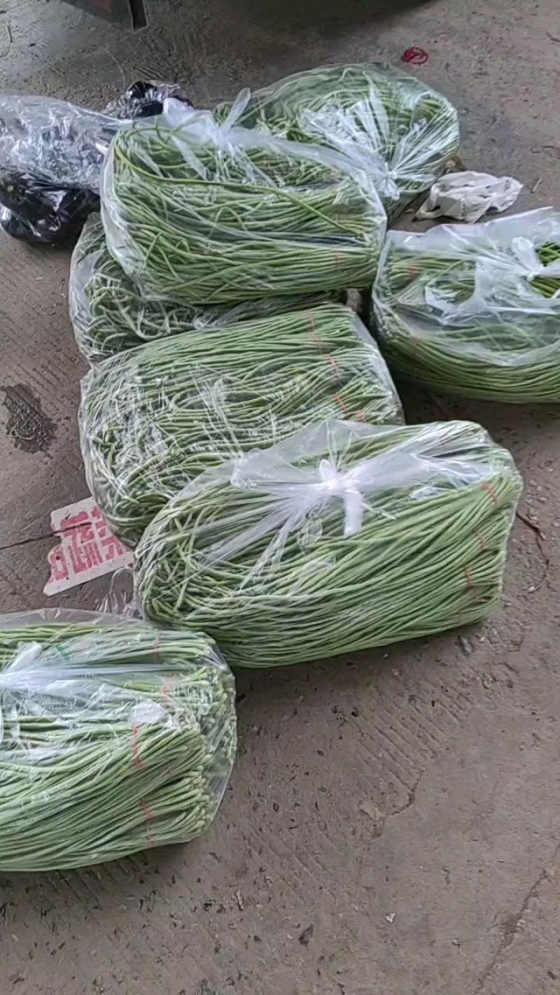 精品长豆角大量，欢迎来老板采购！