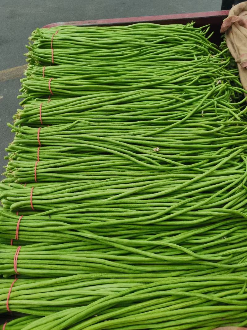 精品长豆角大量，欢迎来老板采购！