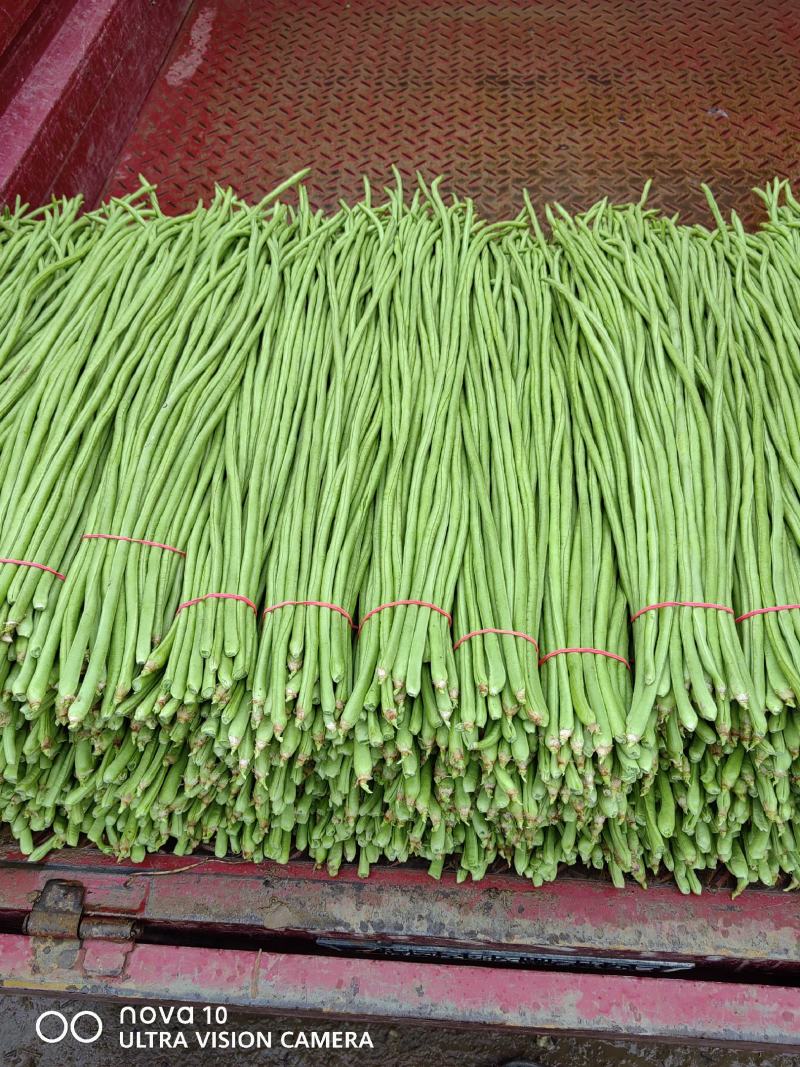 精品长豆角大量，欢迎来老板采购！