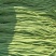 精品长豆角大量，欢迎来老板采购！