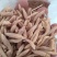 麦冬