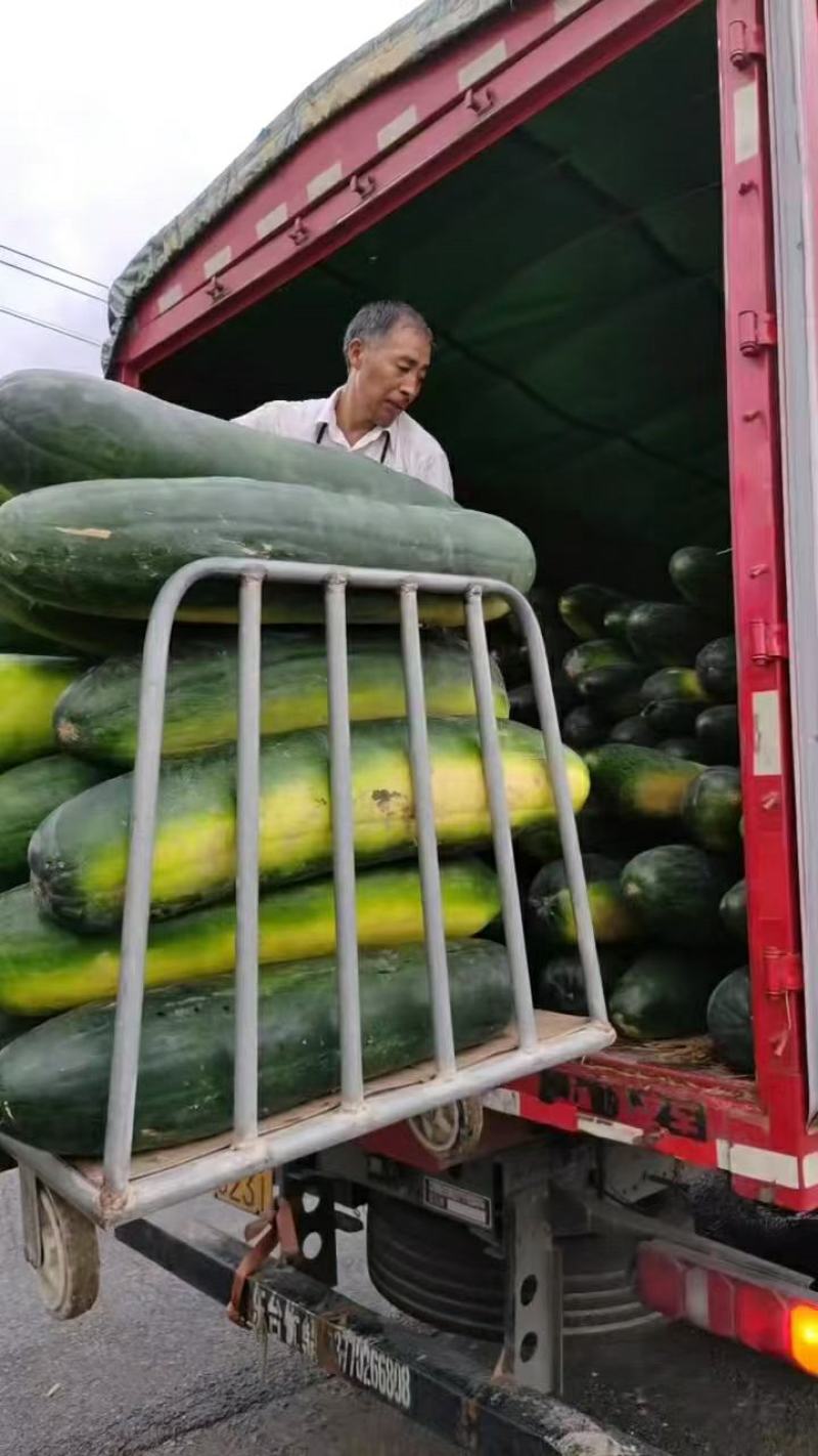 黑皮冬瓜产地直供大量供应，欢迎新老朋友前来订购