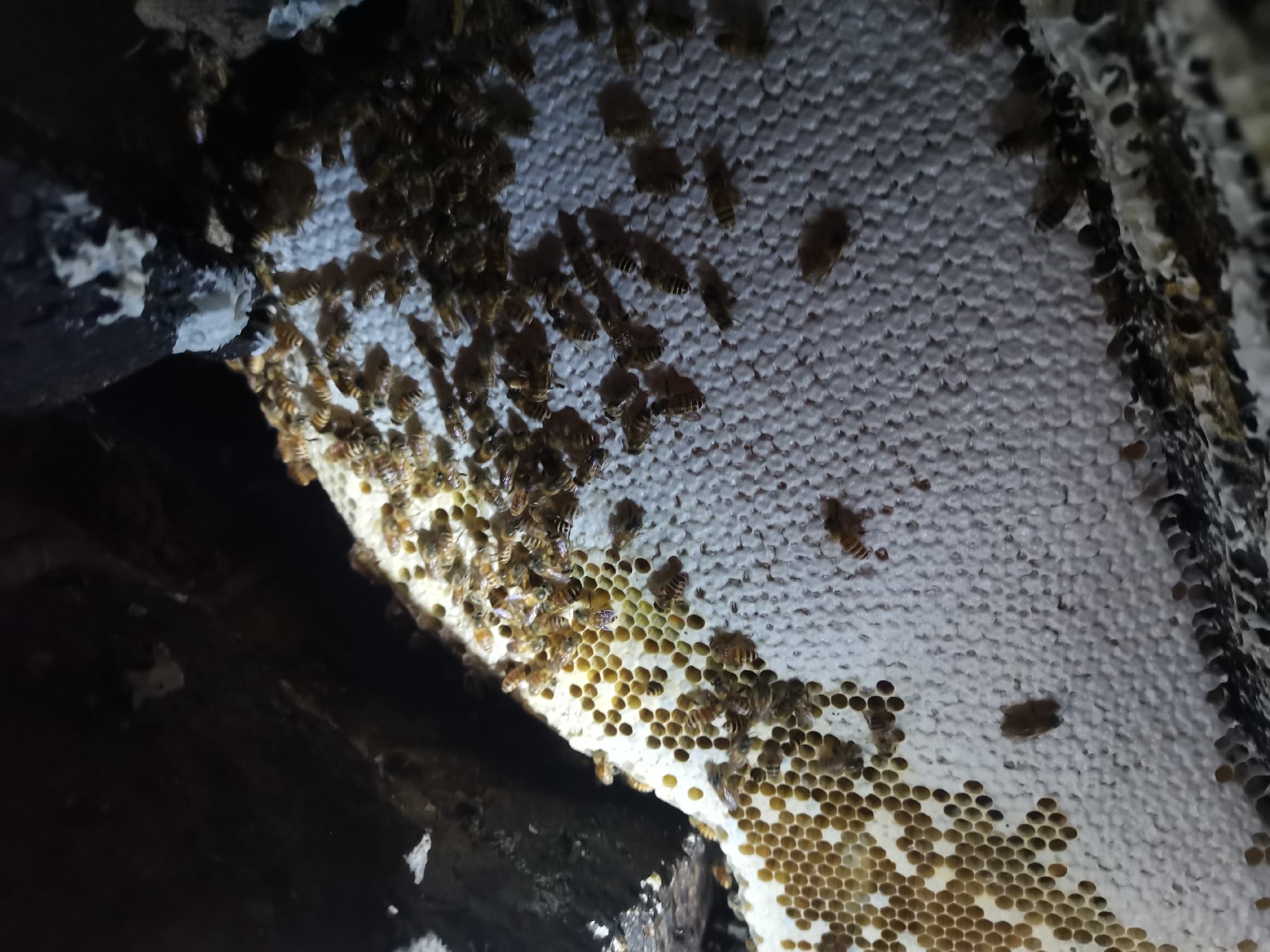 一个挂在原始森林树干上的天然蜂巢,蜂巢呈不规则六边形结构,表面覆盖着活跃的工蜂,部分区域可见金黄色的蜂蜜渗出。背景为湿润的阔叶林环境,光线透过树叶形成斑驳光影,体现原始生态环境 野生蜂巢特写