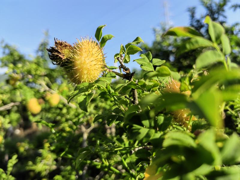 精品刺梨人工种植山王果