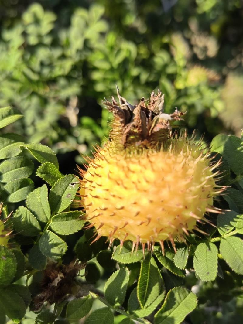 精品刺梨人工种植山王果