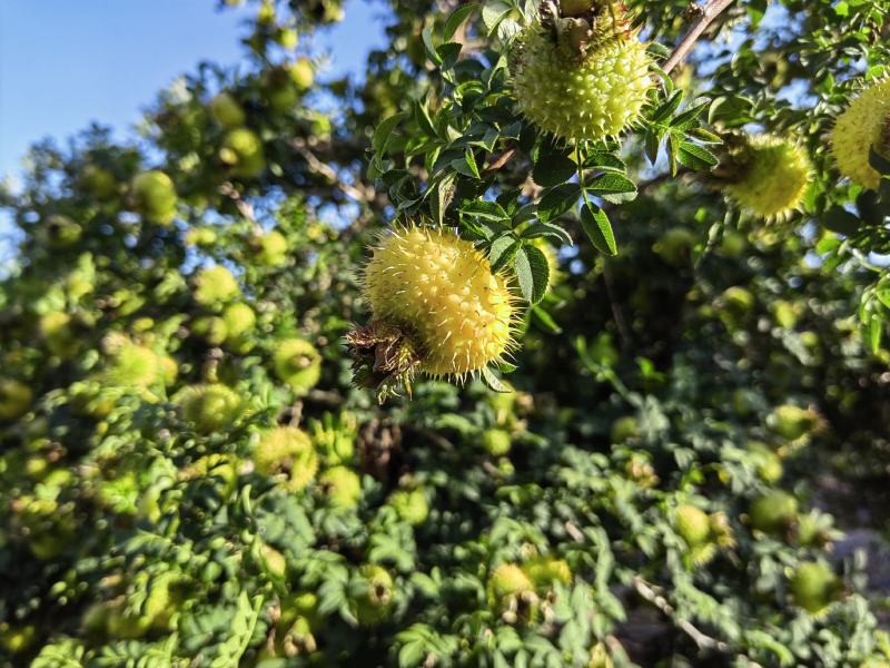 精品刺梨人工种植山王果