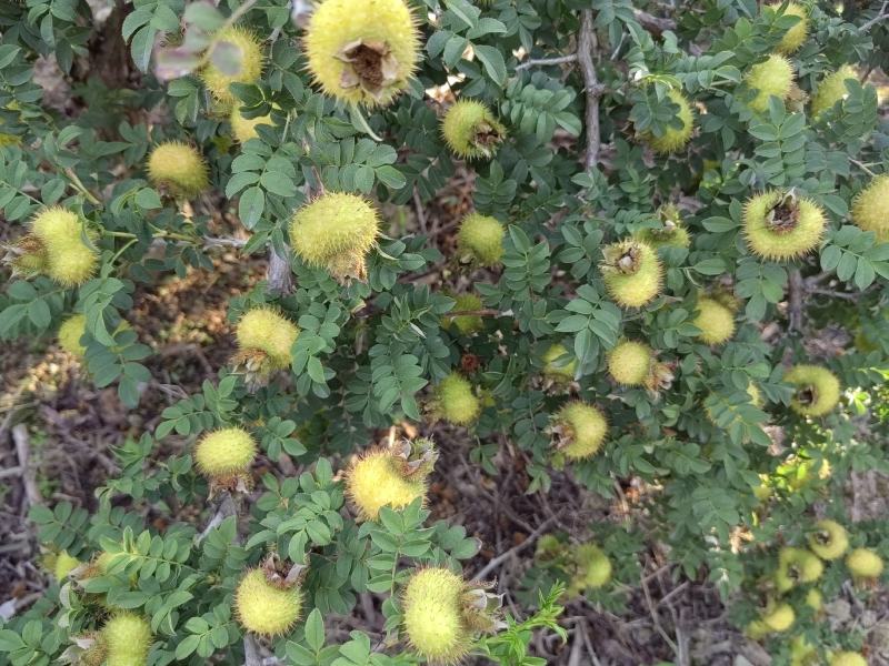 精品刺梨人工种植山王果