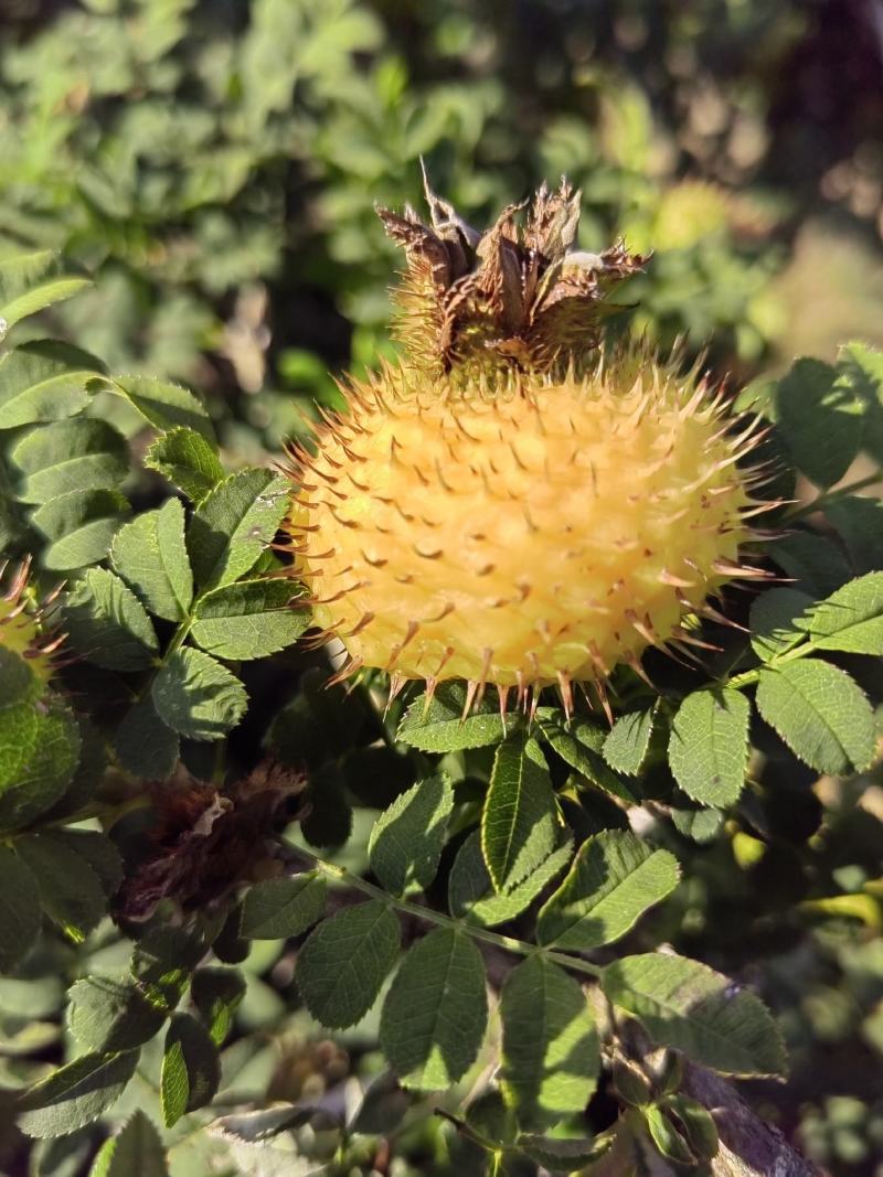精品刺梨人工种植山王果