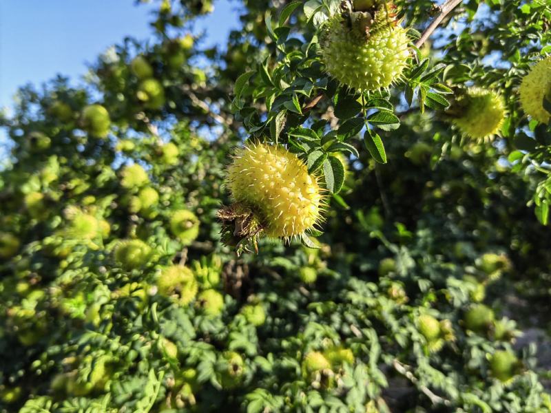 精品刺梨人工种植山王果