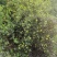 精品刺梨人工种植山王果