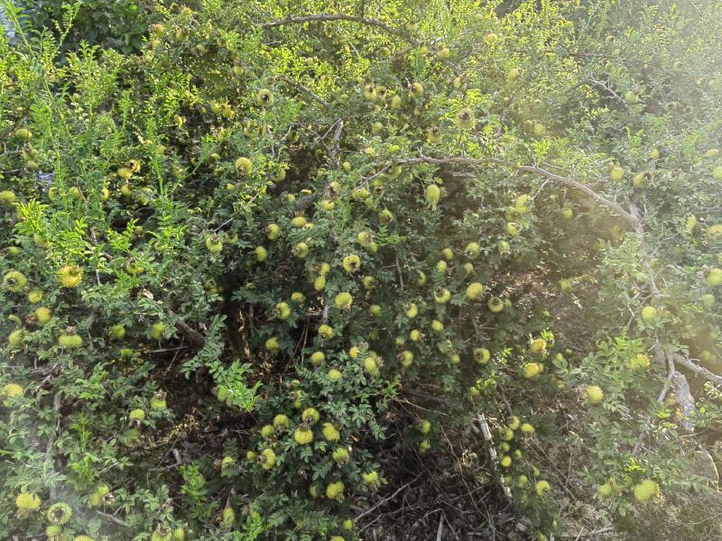 精品刺梨人工种植山王果