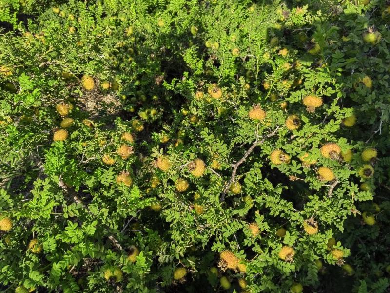 精品刺梨人工种植山王果