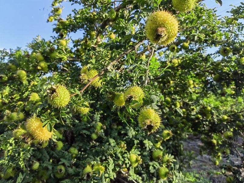 精品刺梨人工种植山王果