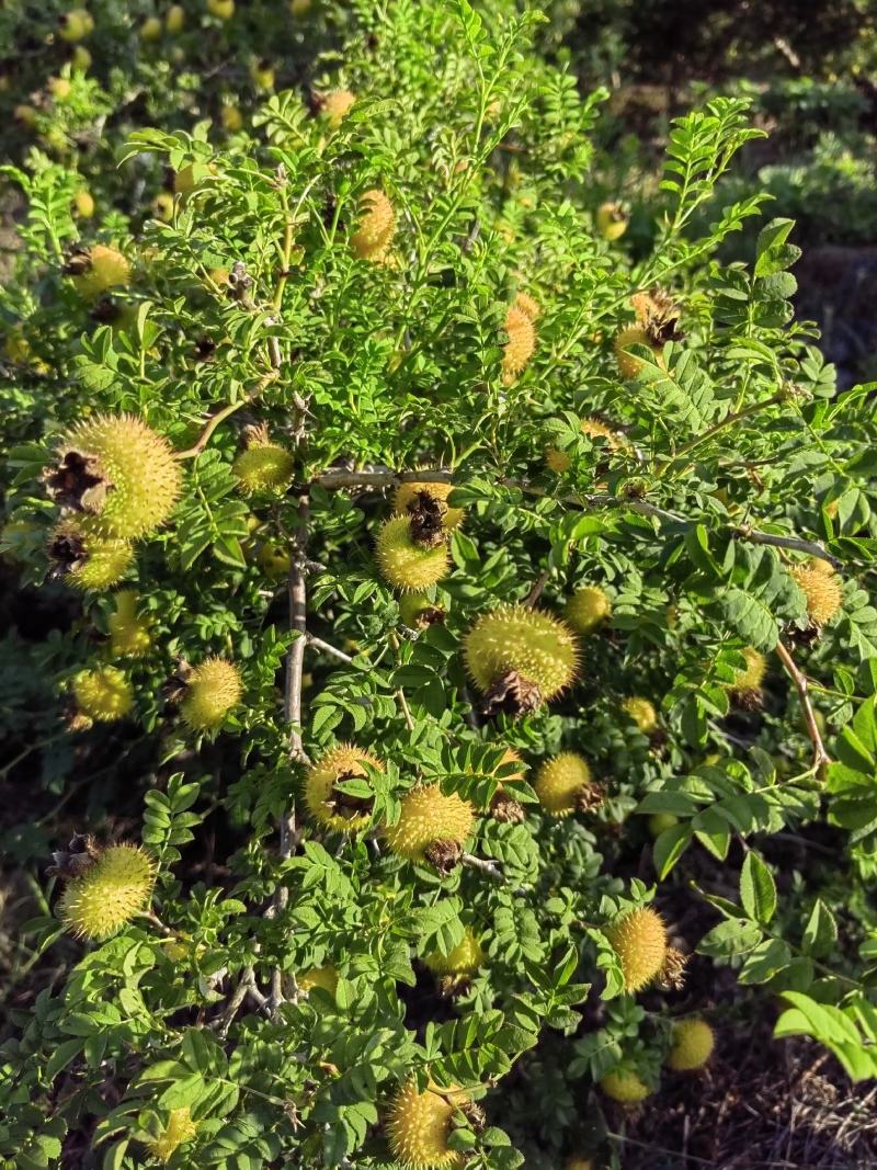 精品刺梨人工种植山王果