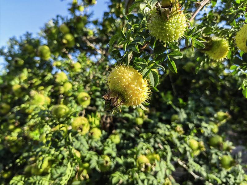精品刺梨人工种植山王果
