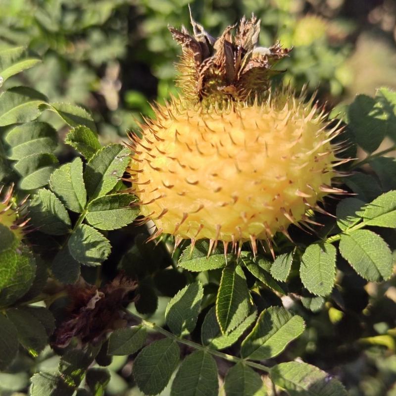 精品刺梨人工种植山王果