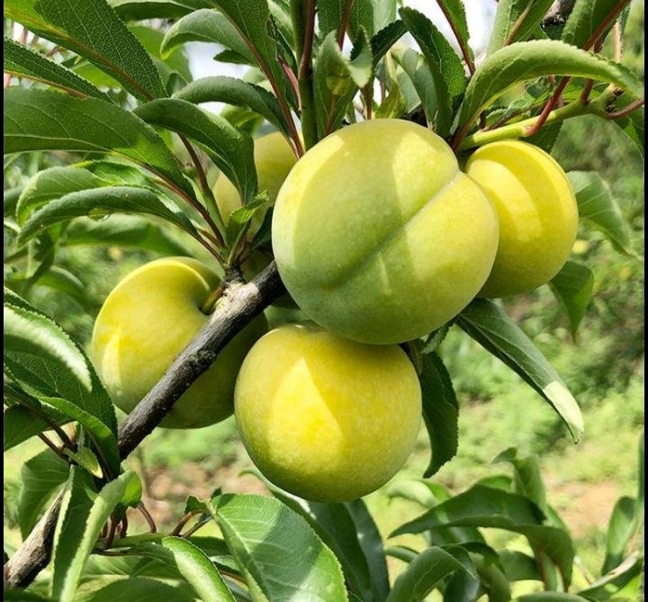 蜂糖李与红李对比图