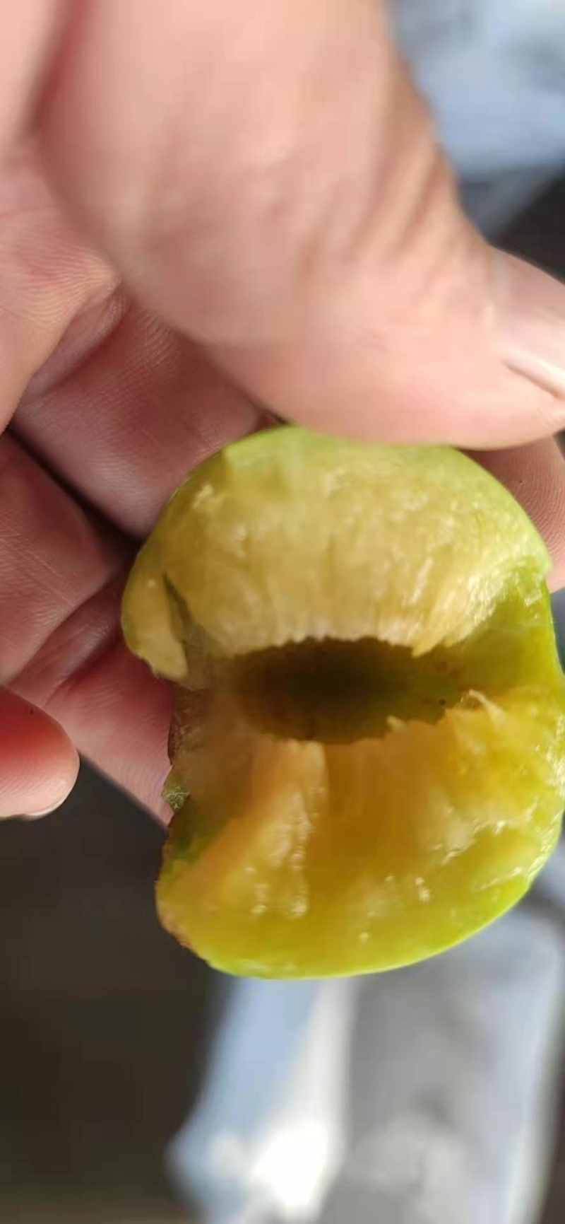 河南青脆李大量现货，价格优惠，可实地看货，欢迎的
