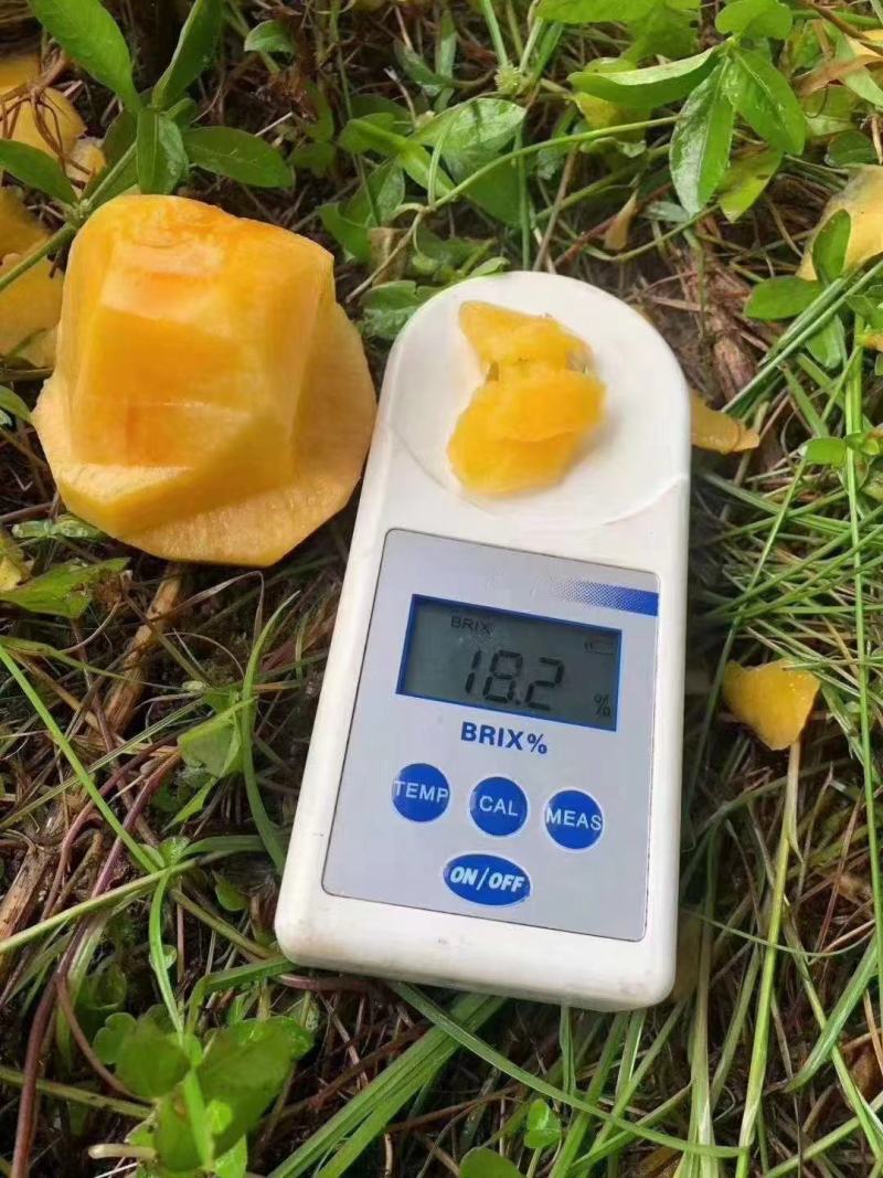 湘西锦绣黄桃