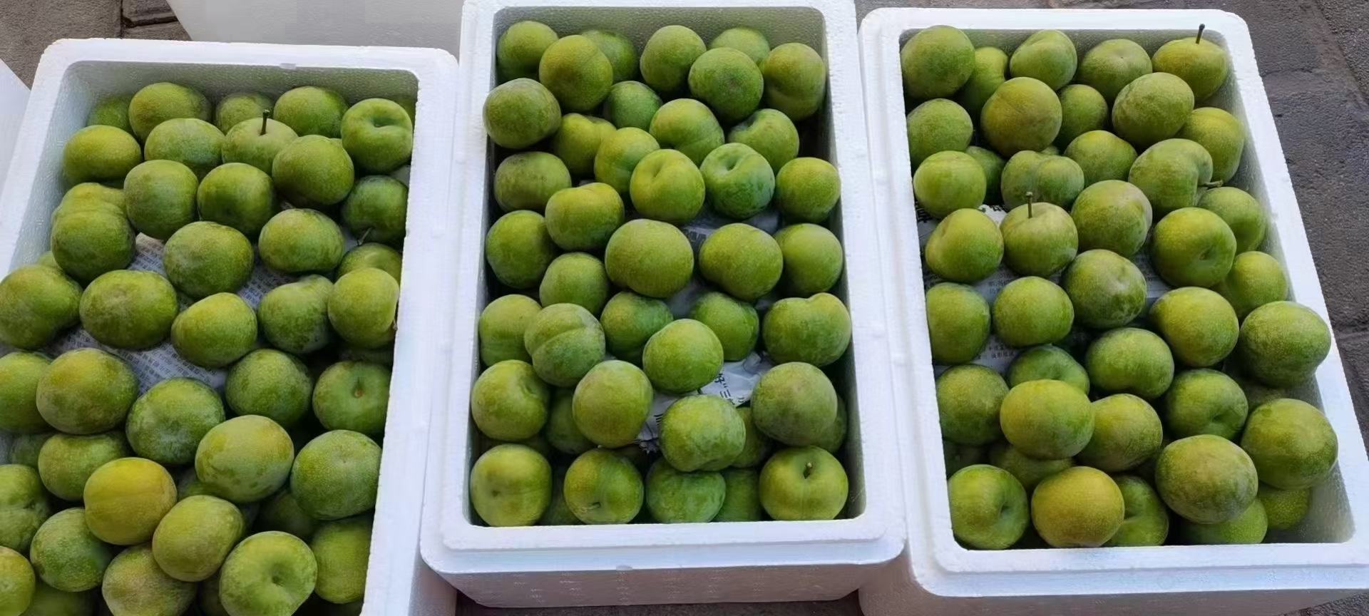 青李子饮品成品,冰镇后更清爽可口 青李子饮品成品