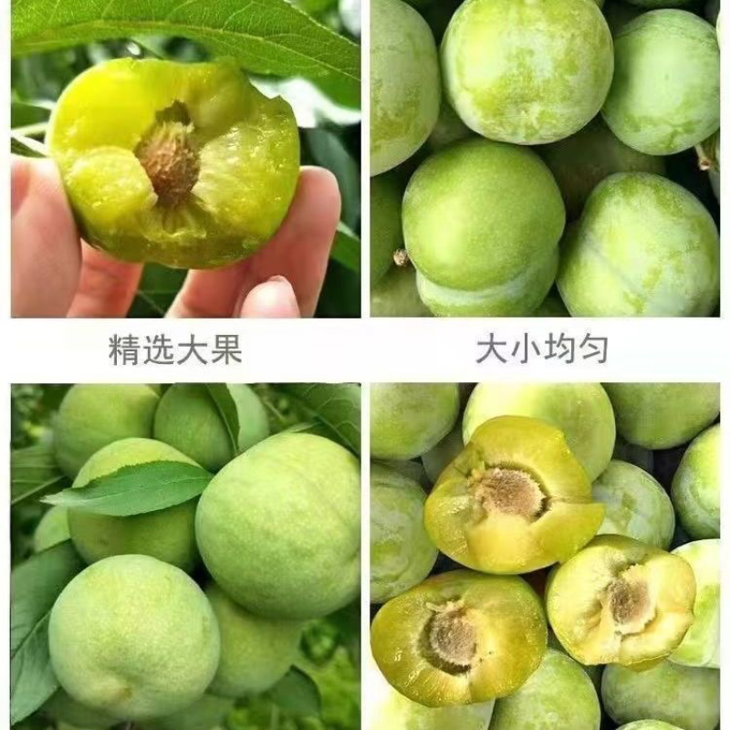 河南青脆李现货供应，物美价廉，欢迎各位老板前来选购