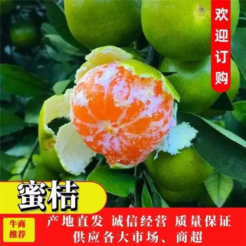 精品云南蜜橘薄皮无核多汁产地柑桔橘子欢迎来电