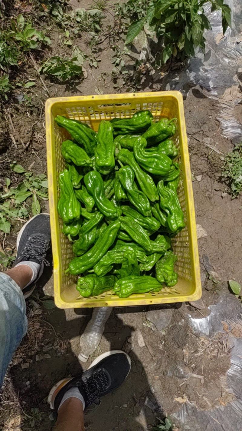 高原新鲜上市