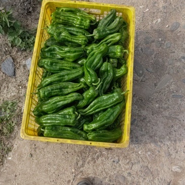 高原新鲜上市