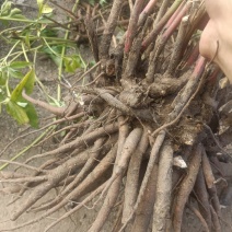芍药