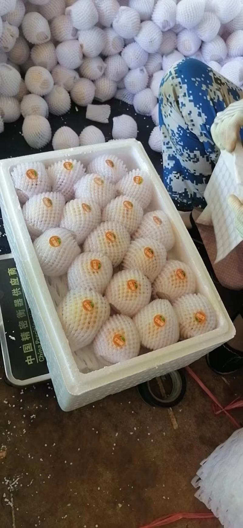 人参果上市了寻求全国各地批发商一件代发