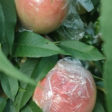 膜袋阿白布