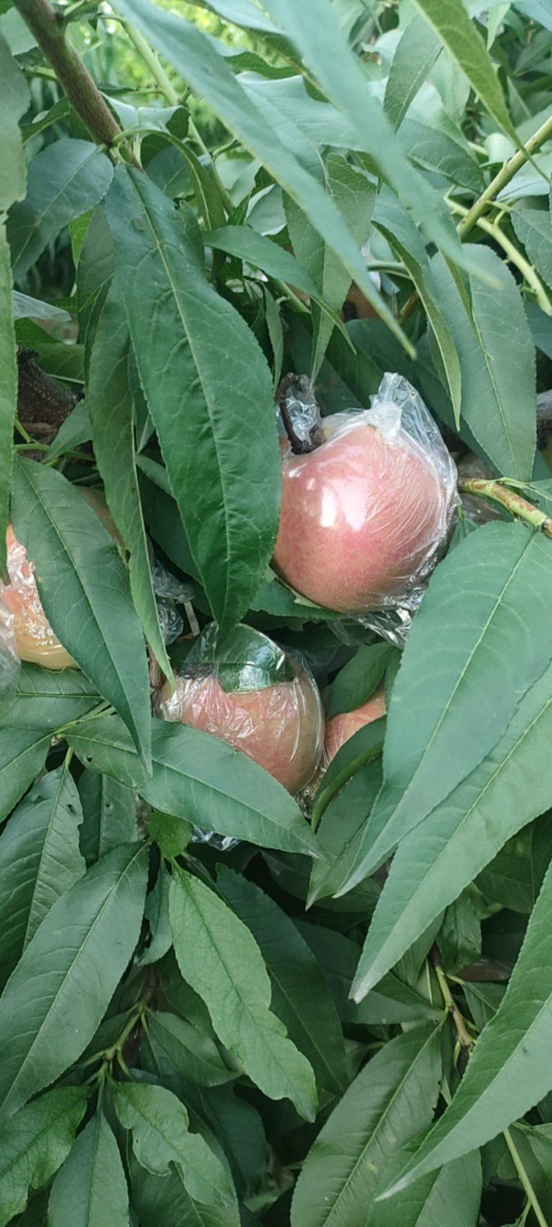 膜袋阿白布
