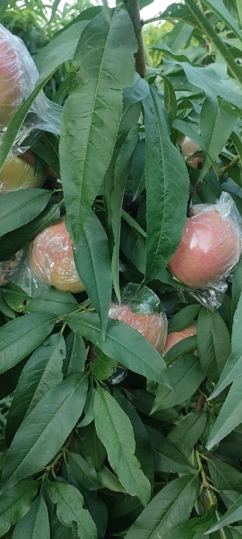 膜袋阿白布