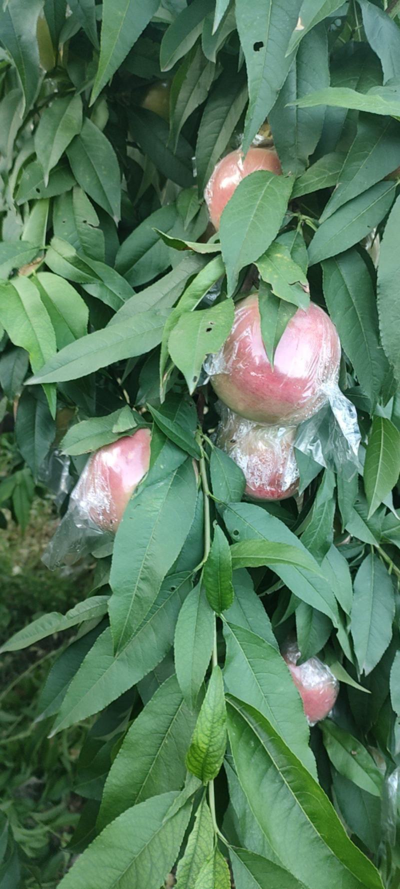 膜袋阿白布