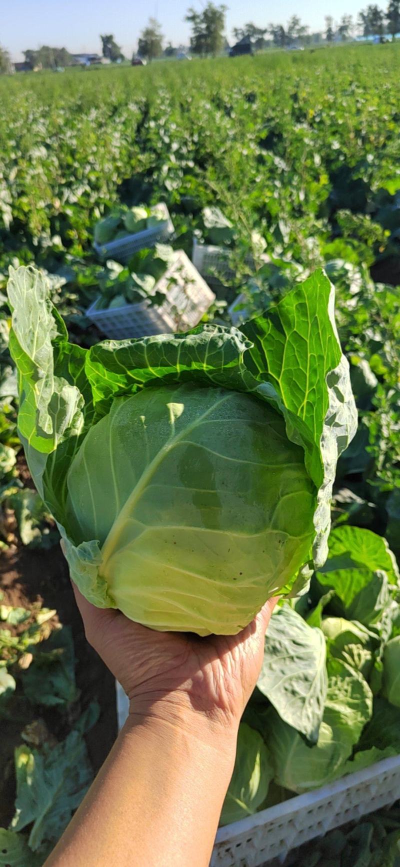 精品包菜，扁包菜，大量供应，颜色正，品质好。产地直发