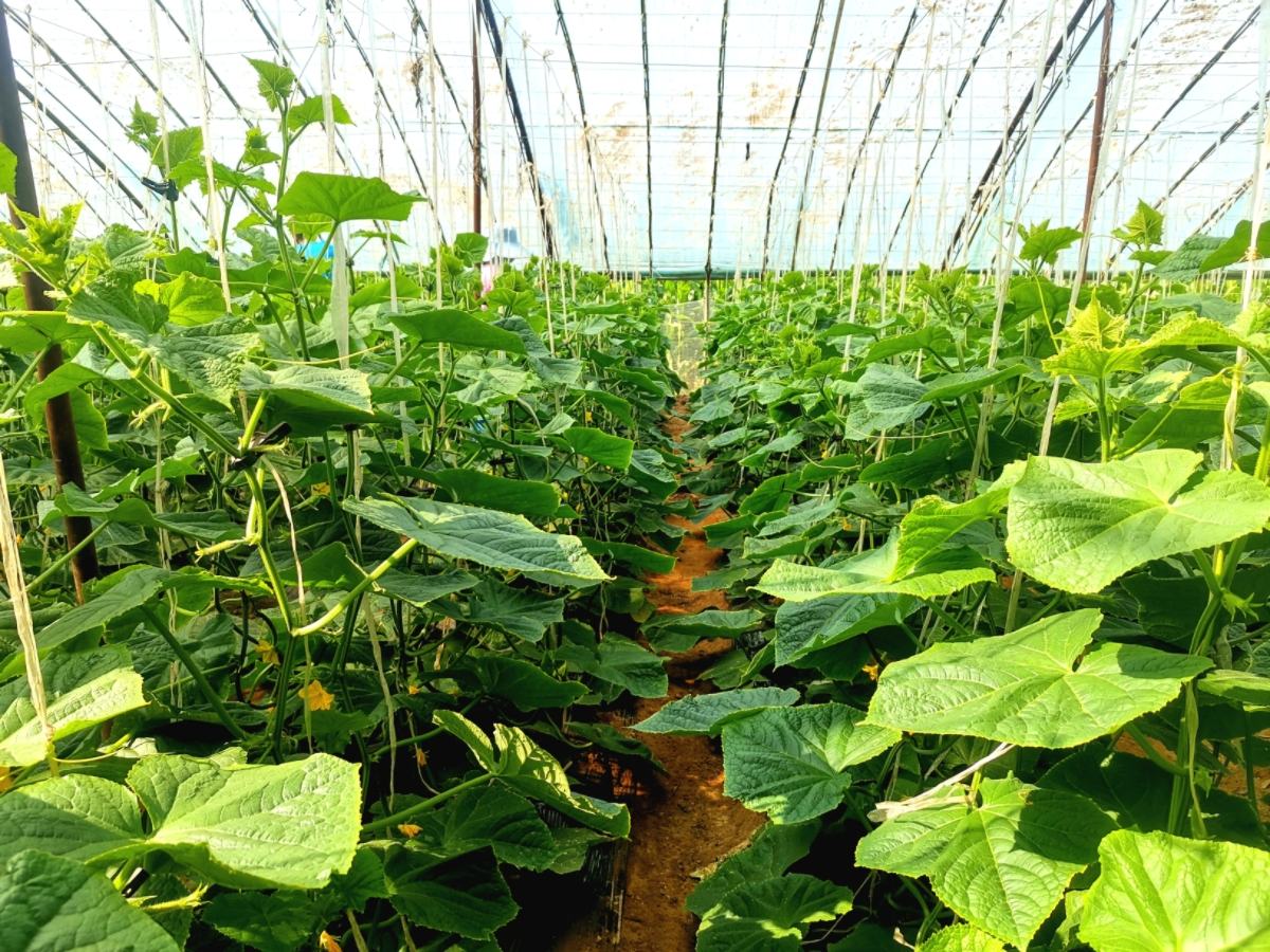 黄瓜幼苗生长情况