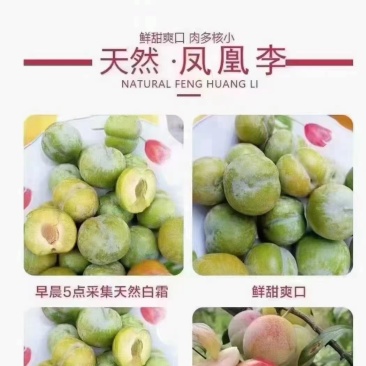 优质精品凤凰李，一件代发