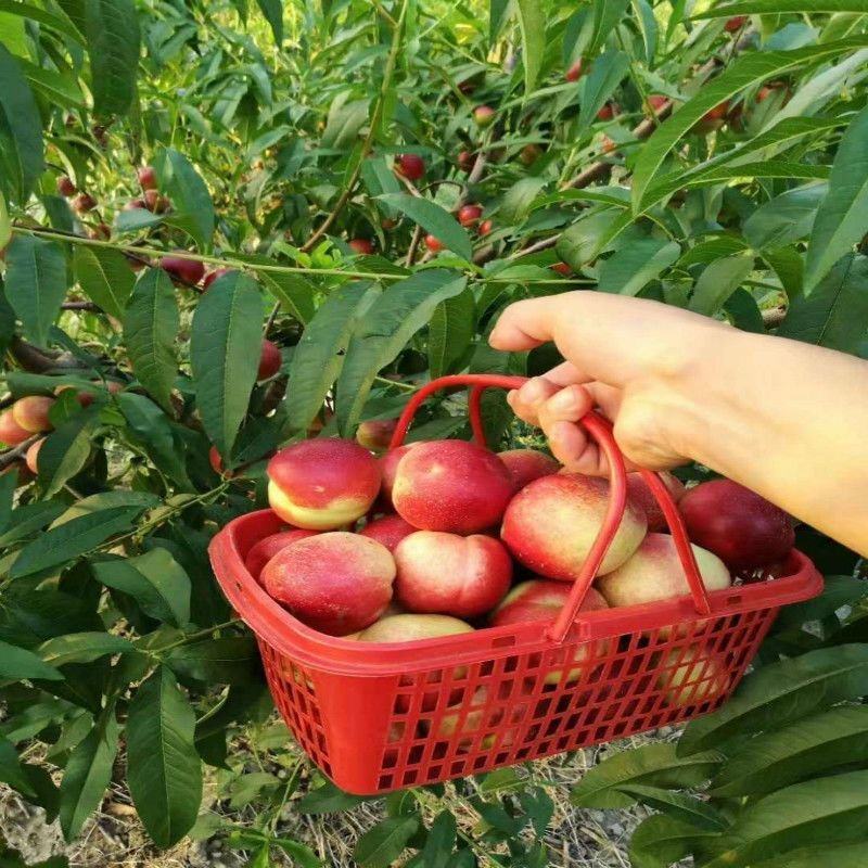 珍珠枣油桃，枣蜜桃大量上市