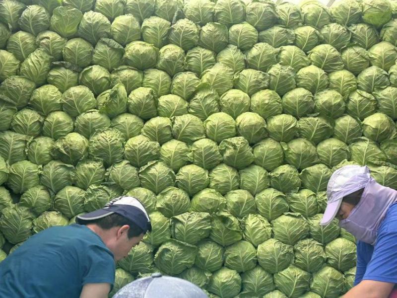 河南开封精品【中甘甘蓝】软甘蓝圆包菜大量供应欢迎联系