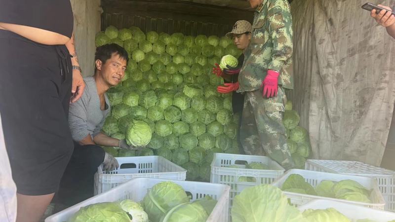 河南开封精品【中甘甘蓝】软甘蓝圆包菜大量供应欢迎联系