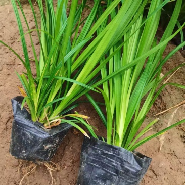 崂峪苔草耐寒耐旱四季常青伟荣花卉苗木基地