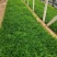 崂峪苔草耐寒耐旱四季常青伟荣花卉苗木基地