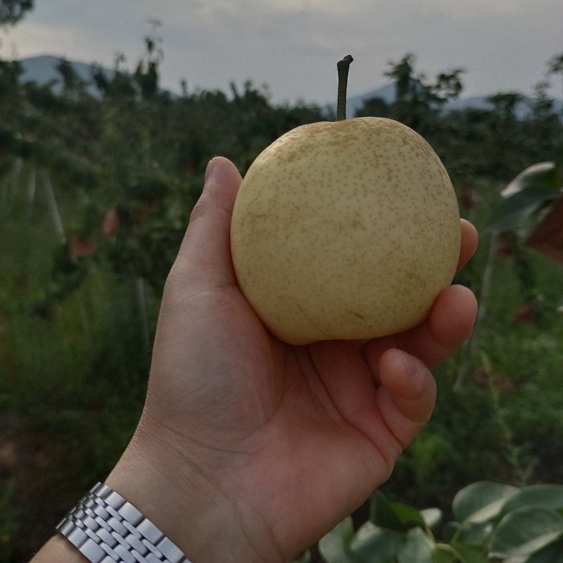 翠冠，口感清脆，果面干净，3两起大果，14个糖