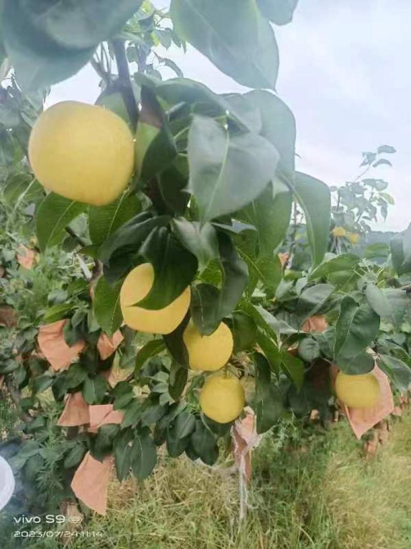 翠冠，口感清脆，果面干净，3两起大果，14个糖