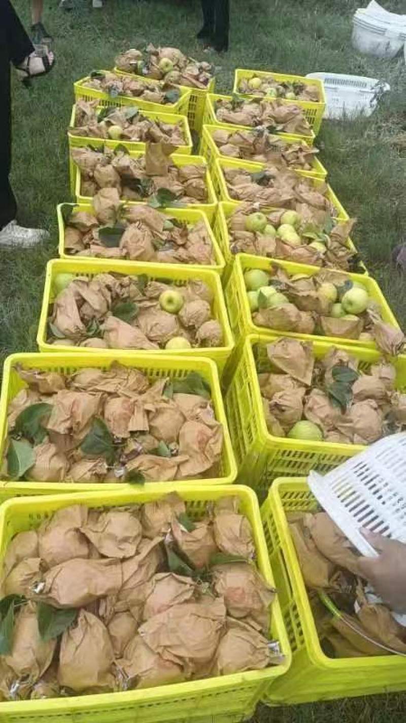 翠冠，口感清脆，果面干净，3两起大果，14个糖