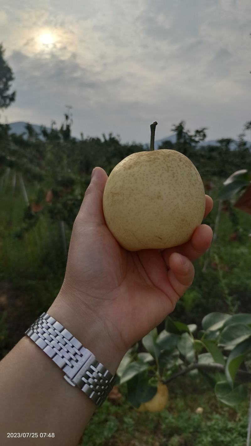 翠冠，口感清脆，果面干净，3两起大果，14个糖