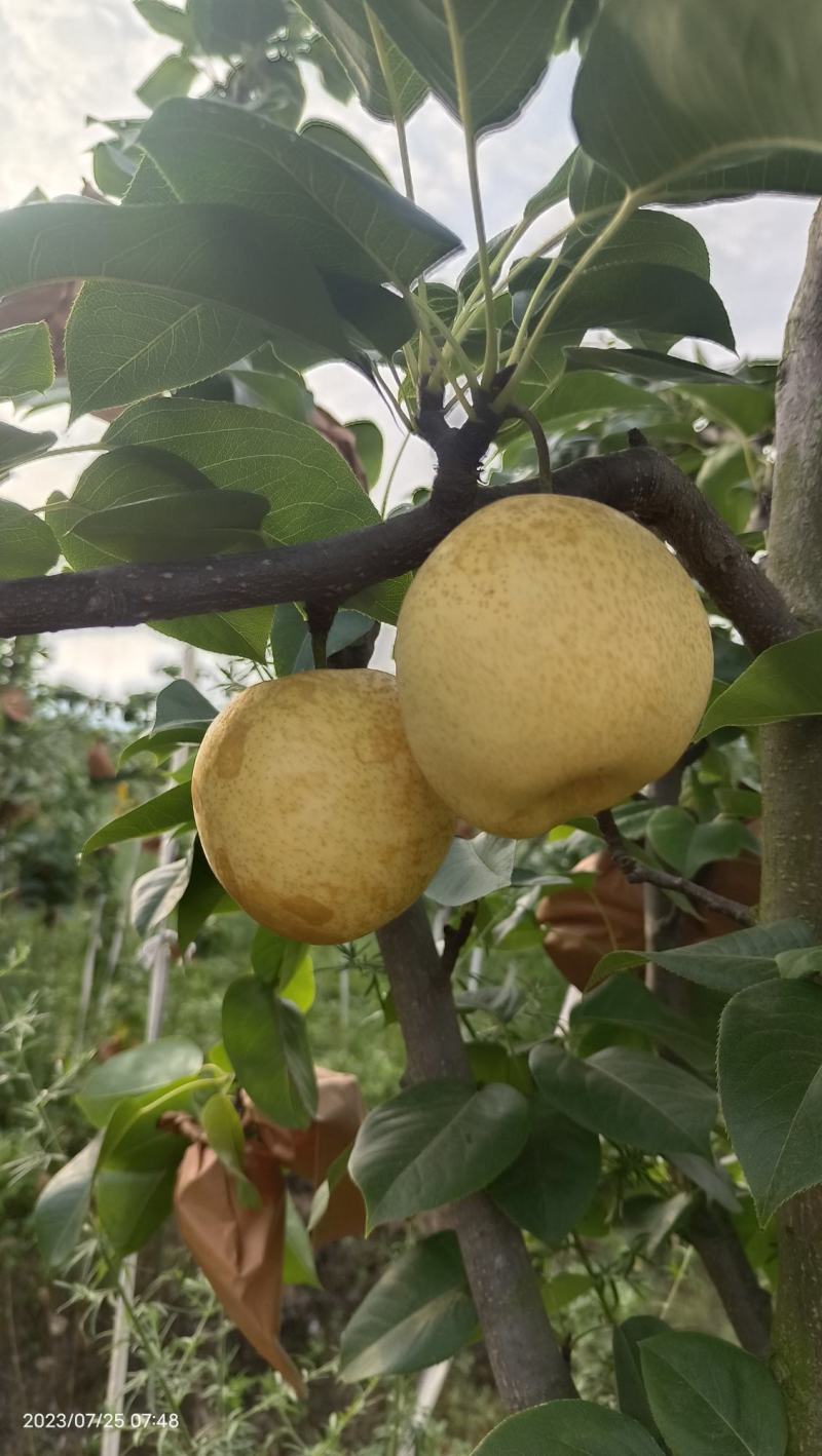 翠冠，口感清脆，果面干净，3两起大果，14个糖
