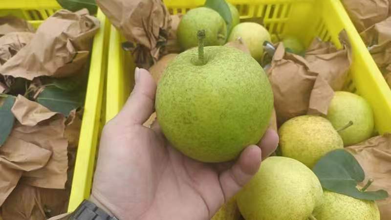 翠冠，口感清脆，果面干净，3两起大果，14个糖