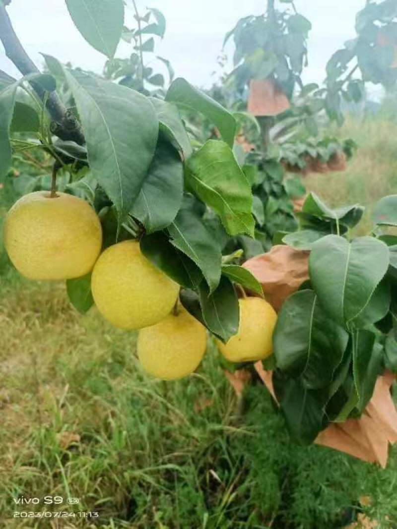 翠冠，口感清脆，果面干净，3两起大果，14个糖
