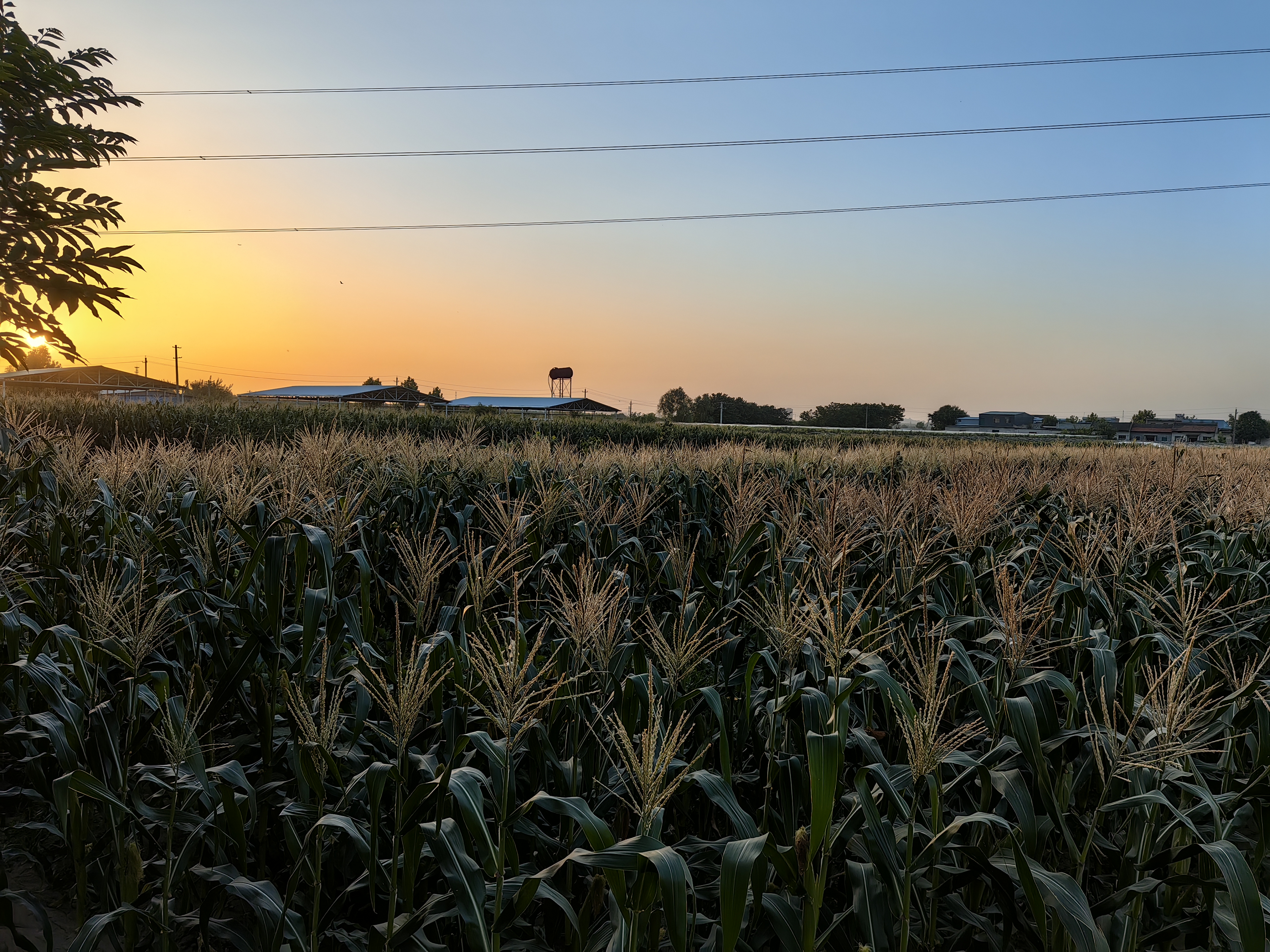 金糯玉米田间生长实景
